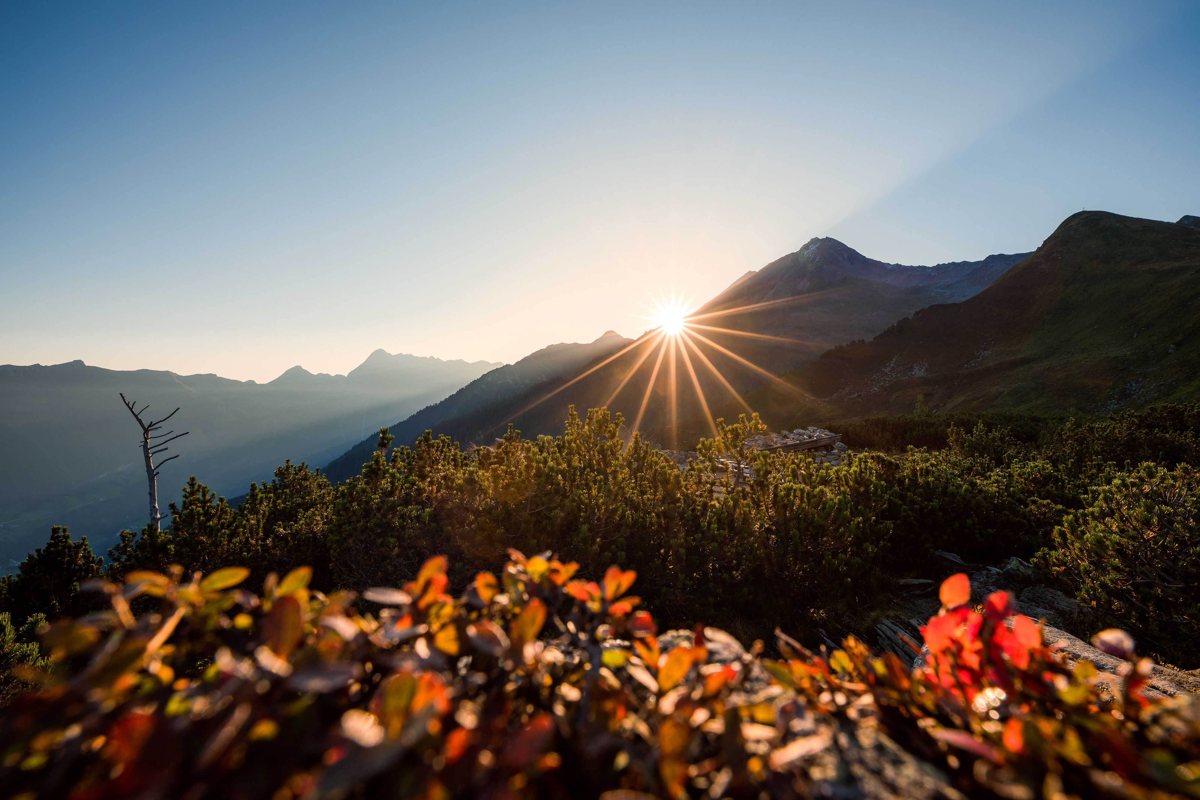 Der Ahorn erstrahlt im goldenen Licht des Zillertaler Bergherbstes