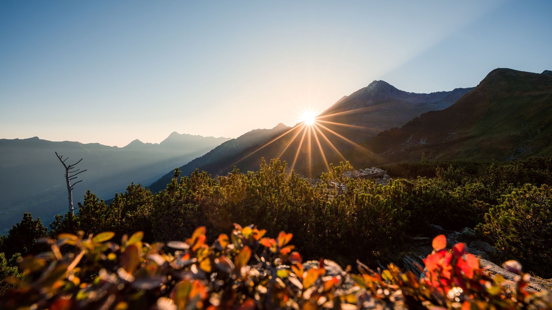 The maple shines in the golden light of the Zillertal mountain autumn.