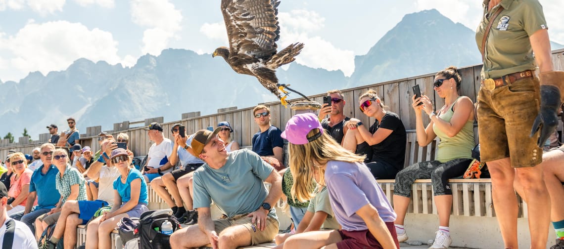 GreifVogelVorführung am Ahorn in Mayrhofen