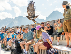 mys-BIRDS OF PREY SHOW-GreifVogelVorführung am Ahorn in Mayrhofen