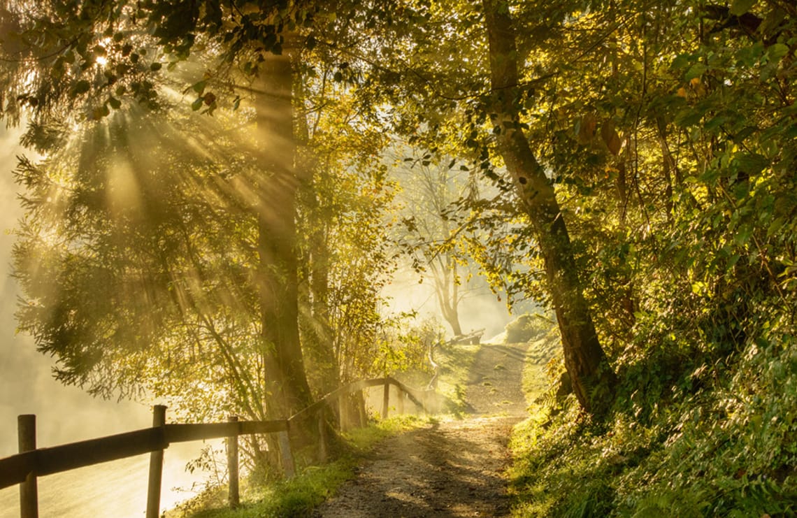 Schwendauer Pfad - Waldweg Sonnenstrahlen fallen durch die Bäume auf einen Waldweg am Schwendauer Pfad in Tirol, umgeben von dichter Vegetation und Holzgeländer, Station 5 „Waldweg“, fotografiert von Paul Wechselberger.