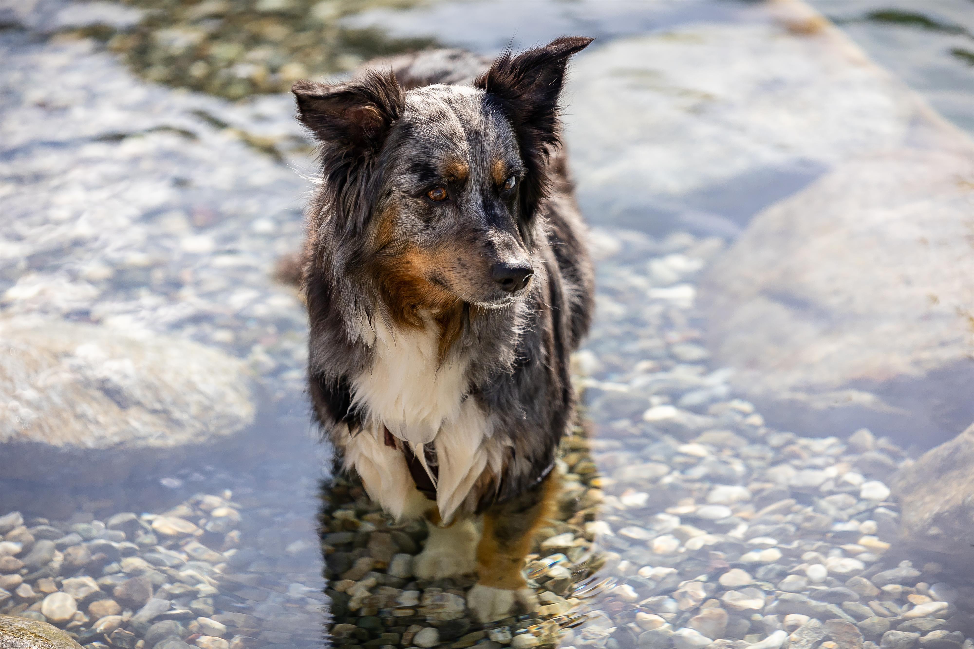 Hund mit merlefarbenem Fell steht auf Kiesstrand, blickt nach links, im Wasser im Hintergrund.