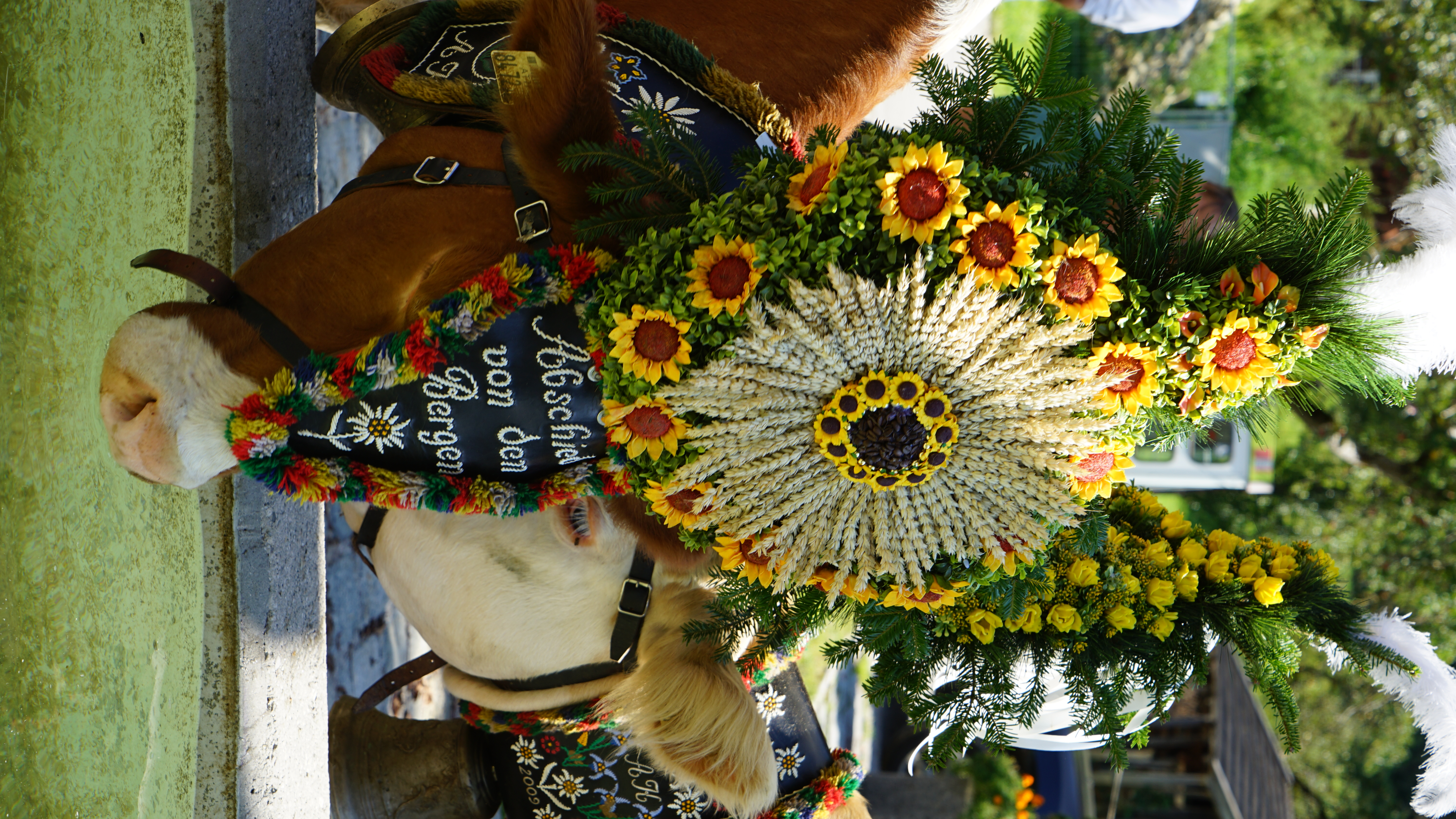 mys-Almabtriebsfest beim "Brubach" in Hippach-Kühe