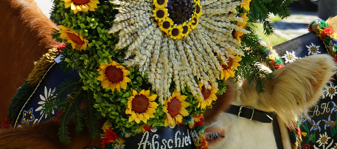 Das Bild zeigt zwei geschmückte Almabtriebskühe.