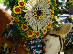 mys-Almabtriebsfest beim "Brubach" in Hippach-Kühe