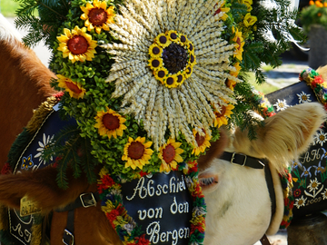 mys-Almabtriebsfest beim "Brubach" in Hippach-Kühe