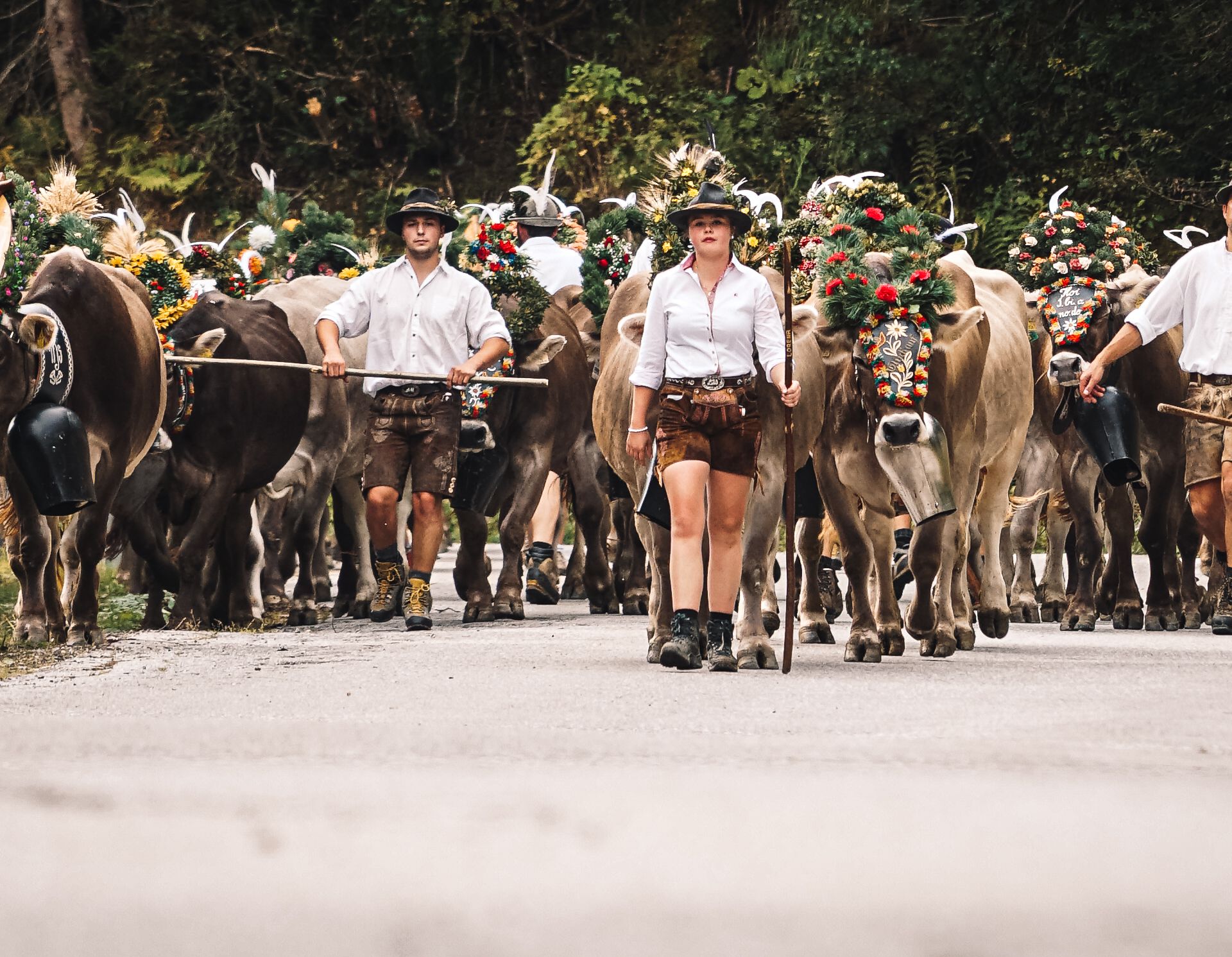 People in traditional attire leading decorated cows with feathers in a rural setting.
