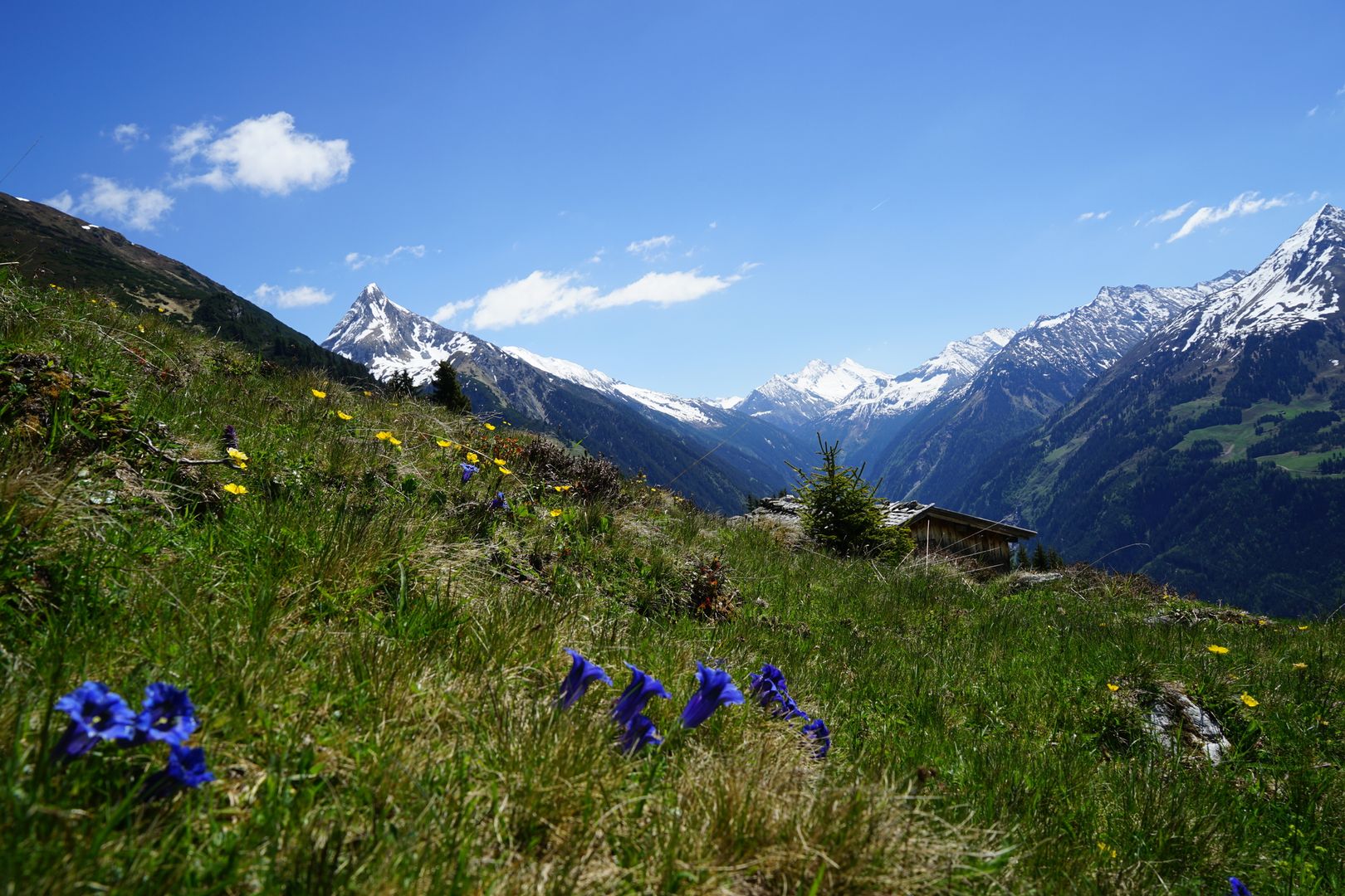 Sommer Landschaft im Hochgebirgs Naturpark Zillertaler Alpen