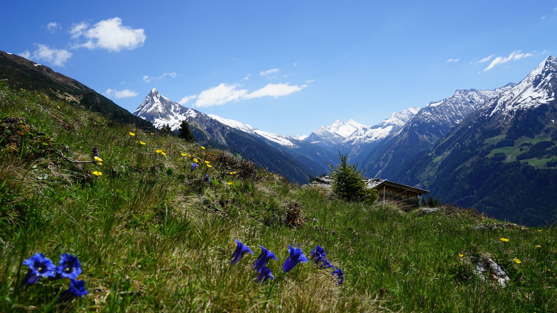  Summer landscape in the high mountain nature park Zillertal Alps