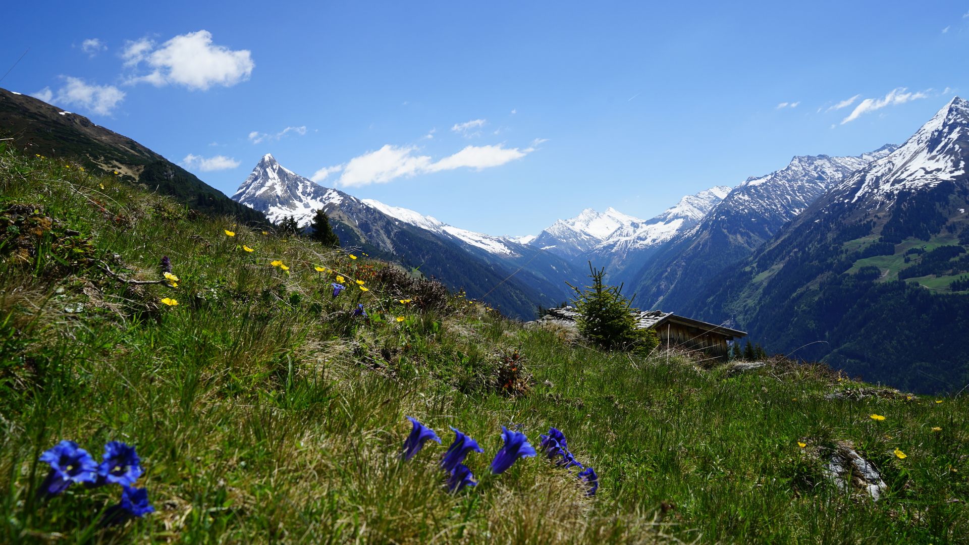Sommerliche Alpenlandschaft im Naturpark Zillertal Alpen – Blick auf blühende Wiesen, Berge und blauen Himmel bei Mayrhofen-Hippach