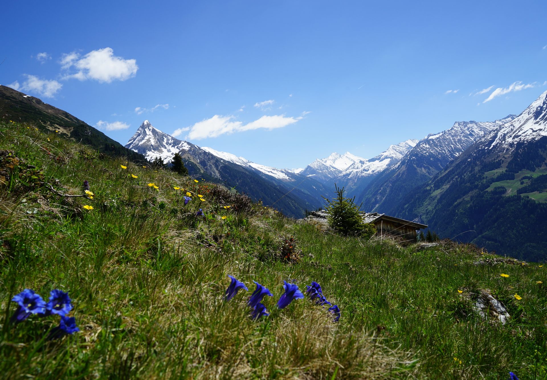 Sommerliche Alpenlandschaft im Naturpark Zillertal Alpen – Blick auf blühende Wiesen, Berge und blauen Himmel bei Mayrhofen-Hippach