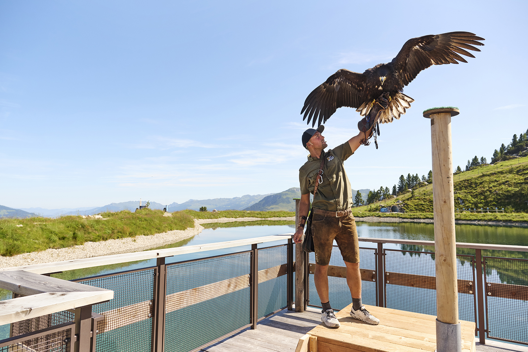 Falconer with eagle on Ahorn in Mayrhofen in Zillertal