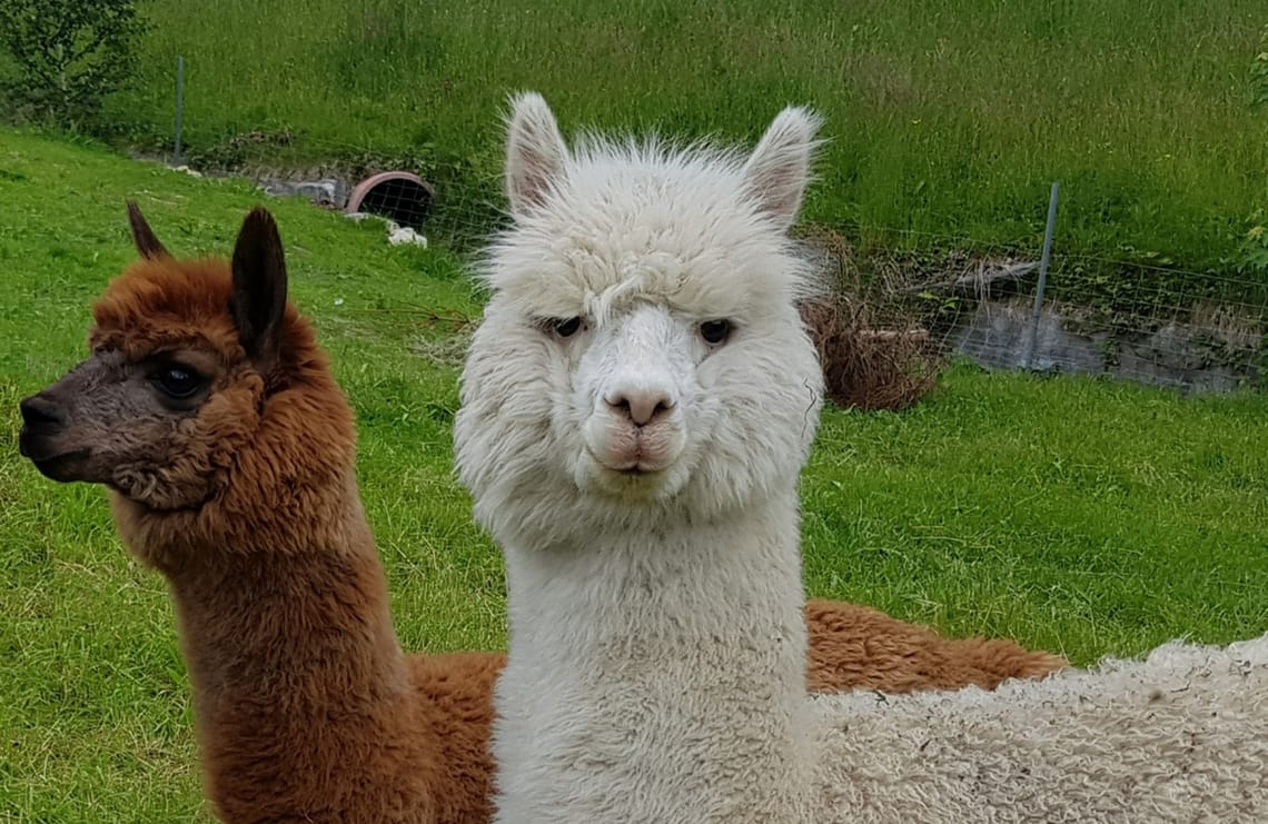 Alpaka Wanderung Finkenberg Alpakas auf einer Wiese in Finkenberg