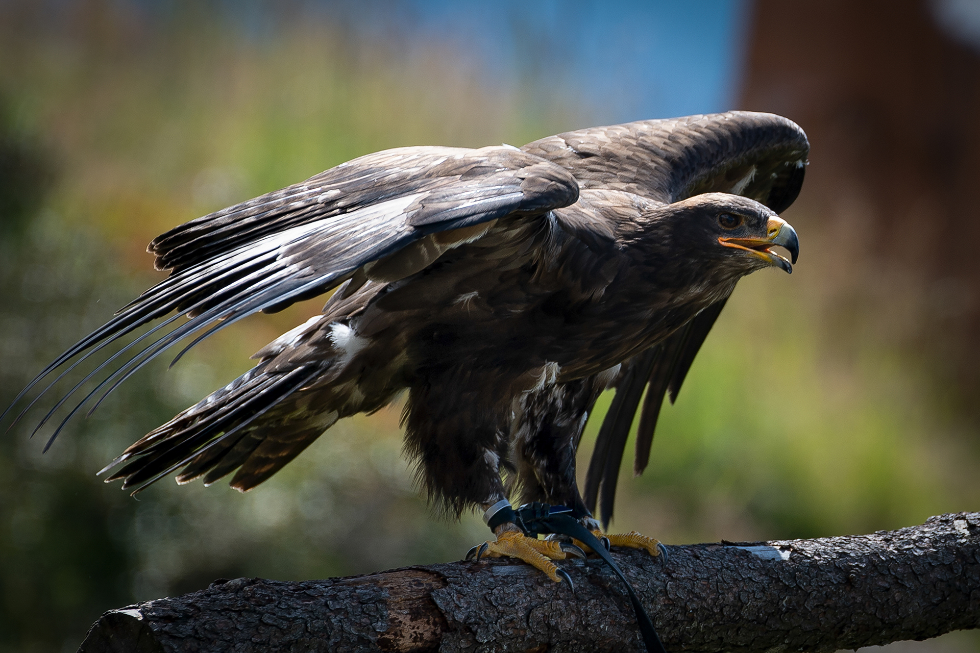 Greifvogel der AdlerBühne Ahorn