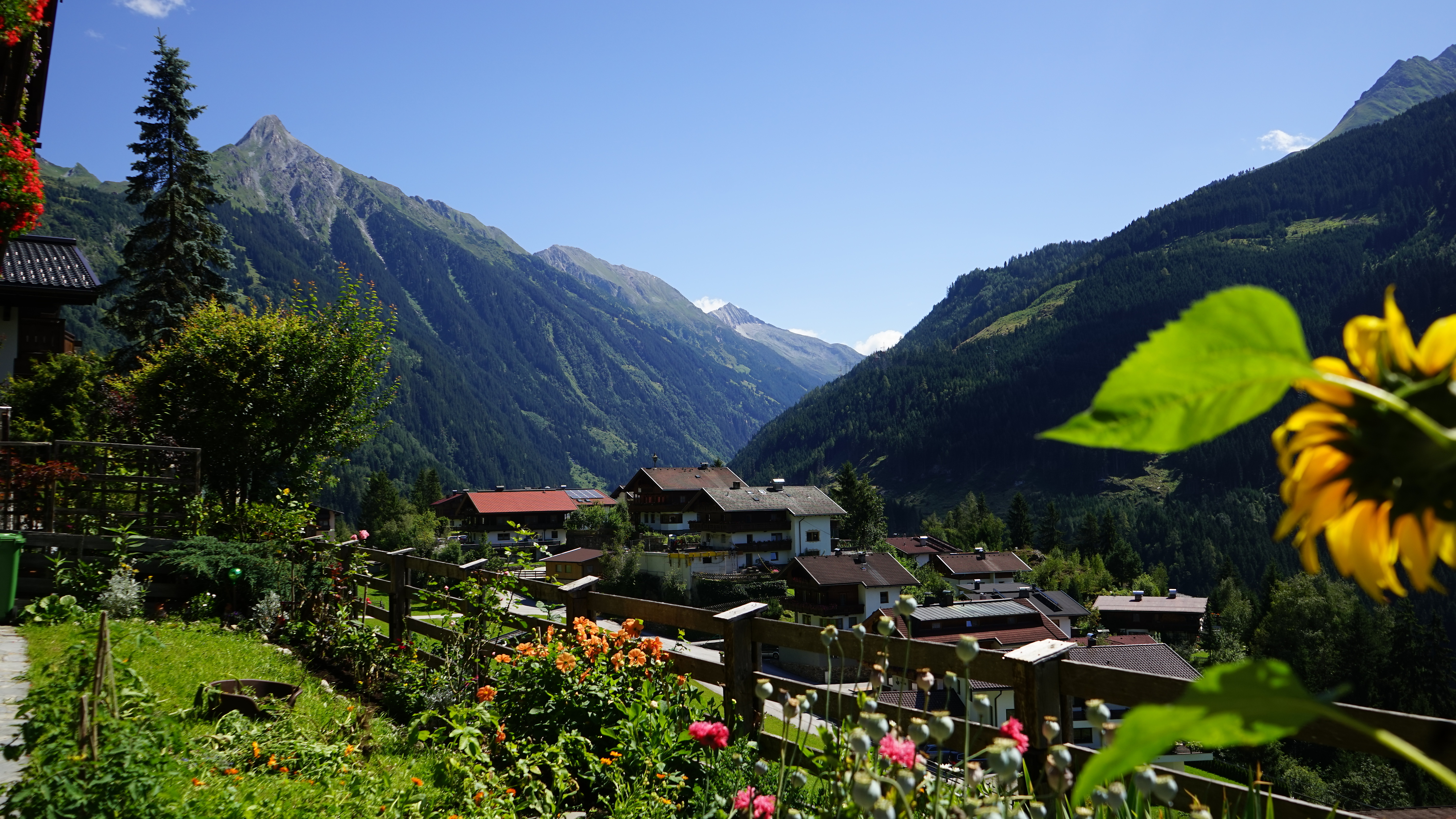 Summer view of the Tyrolean village of Brandberg. Traditional wooden houses are set in a blooming garden with a fence. In the background, steep green mountain slopes and a rocky peak of the Zillertal Alps High Mountain Nature Park rise up. Sunny weather.