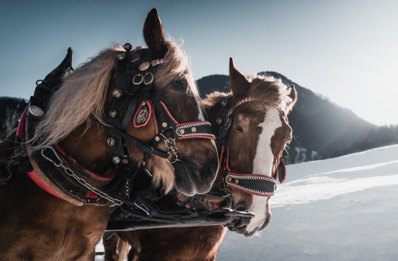 Horse sleigh ride like in a fairy tale with the Finkenberger Sattel