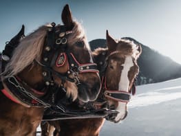 mys-Pferdeschlittenfahrt wie im Märchen mit dem Finkenberger Sattel-Kutschenfahrt in Finkenberg Pferdeschlittenfahrt wie im Märchen mit dem Finkenberger Sattel