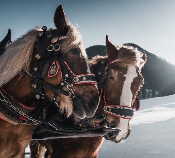 mys-Pferdeschlittenfahrt wie im Märchen mit dem Finkenberger Sattel-Kutschenfahrt in Finkenberg