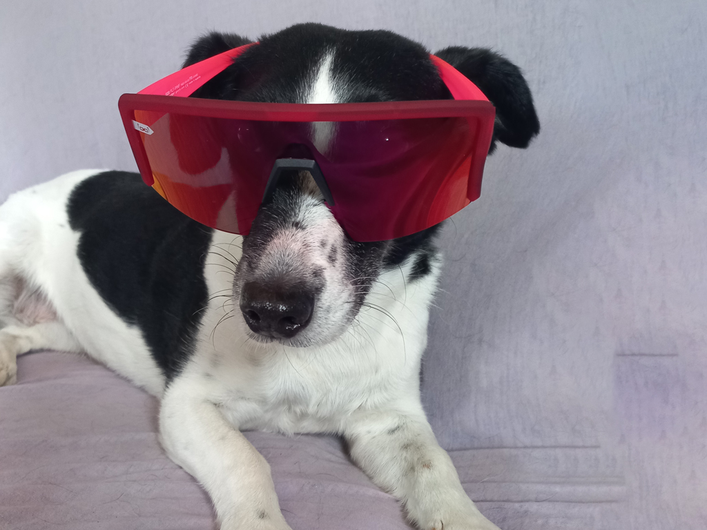 mys-Hundefreunde Zillertal: Erste Hilfe Intensivkurs-Buksi