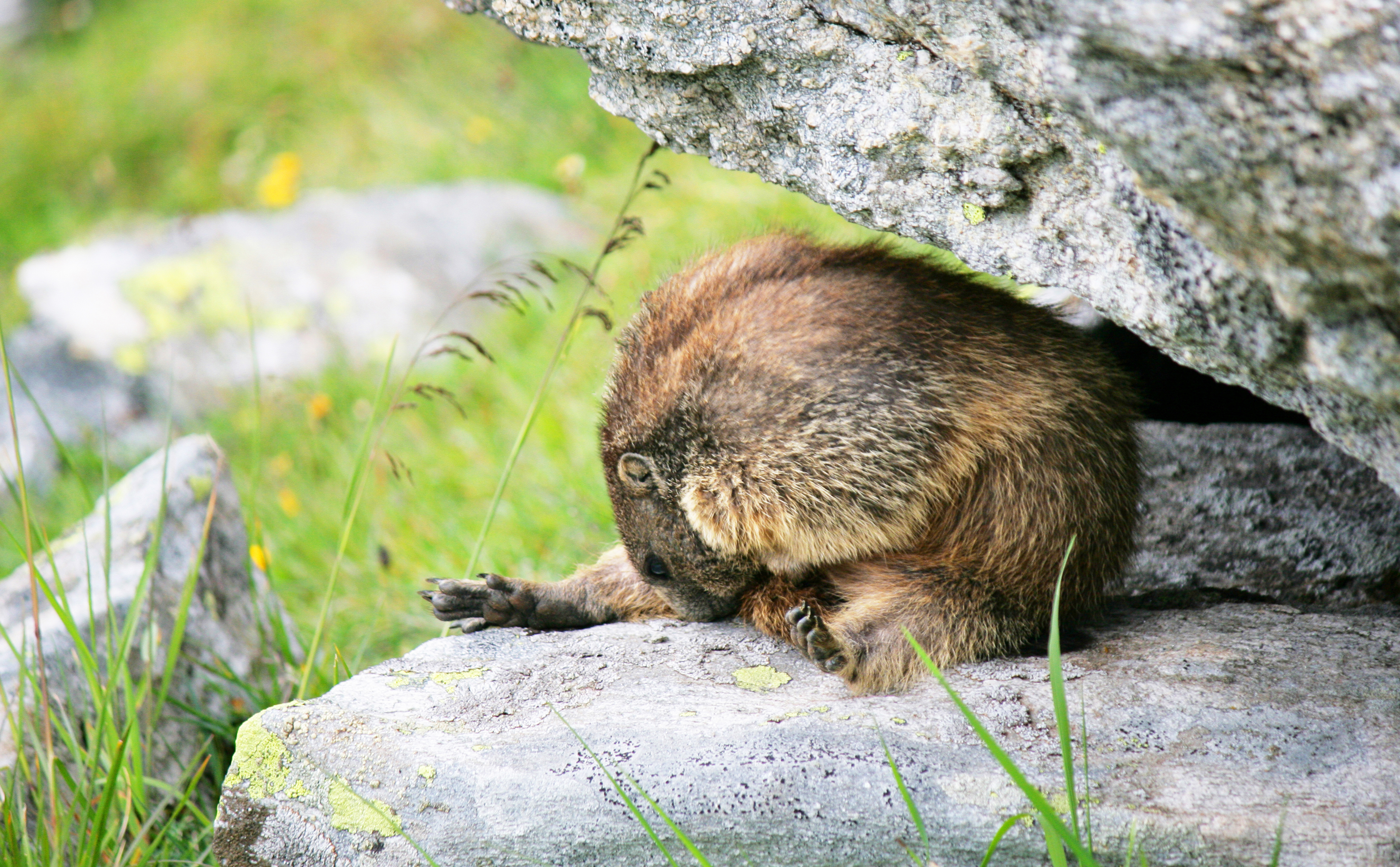 mys-Wildlife watching: chamois, marmot & co.-Wildtierbeobachtung