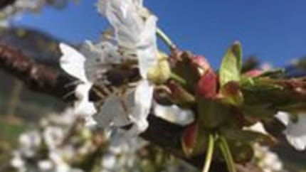 myregio-Manneshof Obstmanufaktur