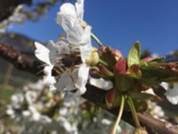 myregio-Manneshof Obstmanufaktur