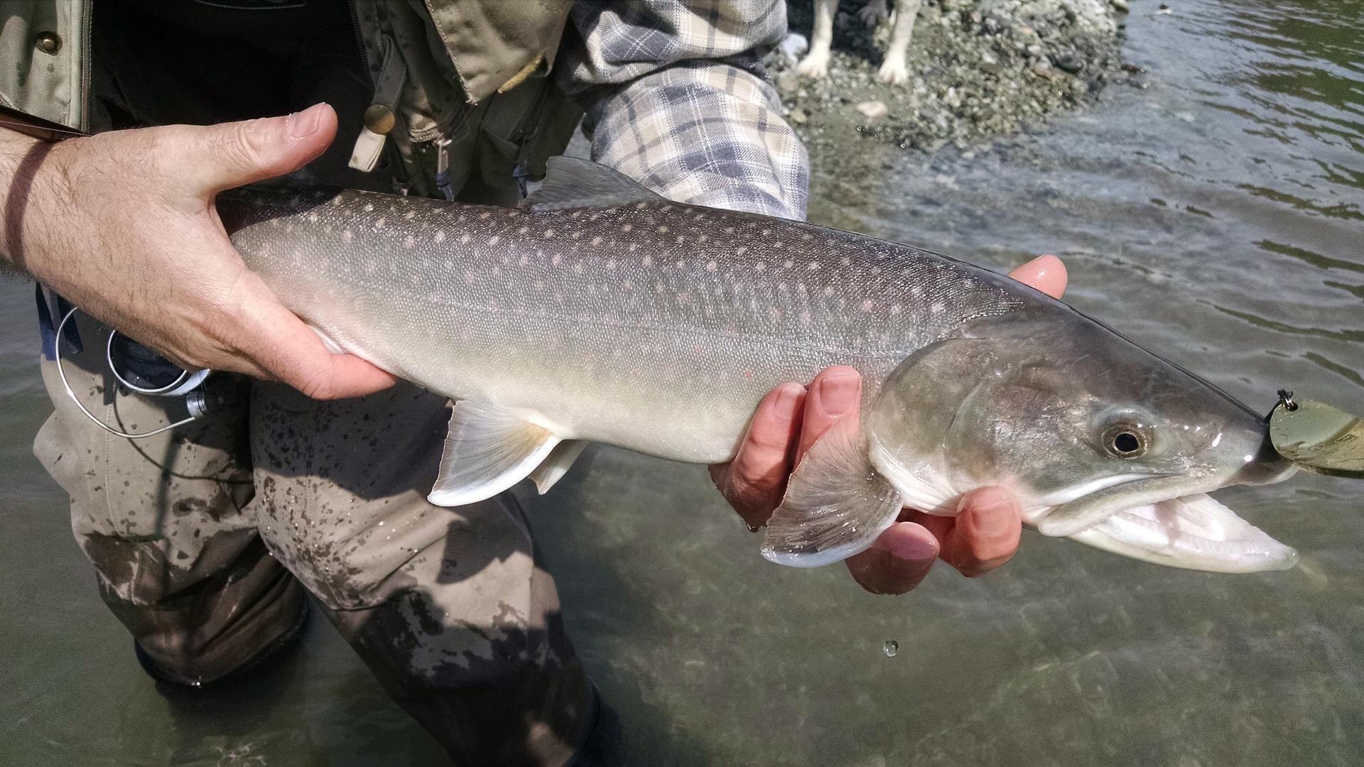 A person stands in a shallow river, holding a large, silvery fish with small, bright spots in both hands. A fish's mouth has an attached fishing lure, while the water in the background flows gently and a dog is on the shore