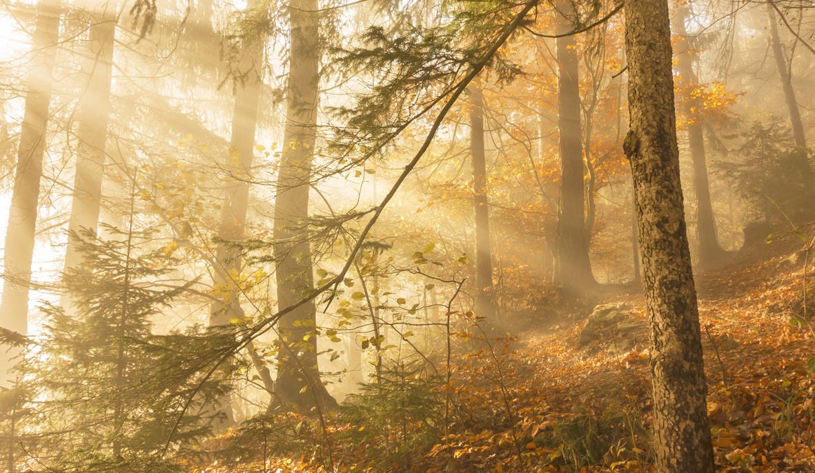 mys-Waldjuwel Glocke-Naturjuwel Glocke