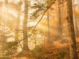 mys-Natural jewel Glocke-Naturjuwel Glocke Forest jewel Glocke