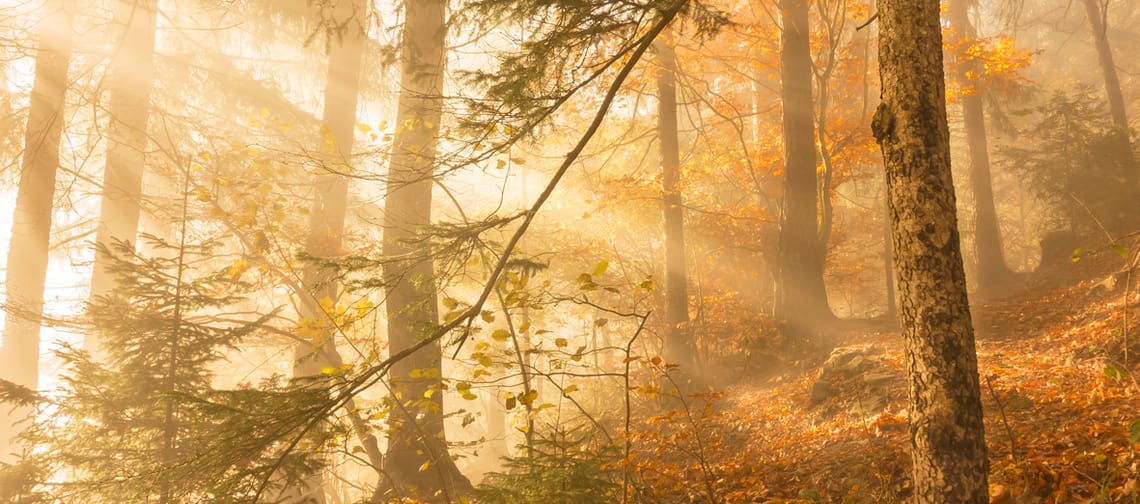 mys-Waldjuwel Glocke-Naturjuwel Glocke