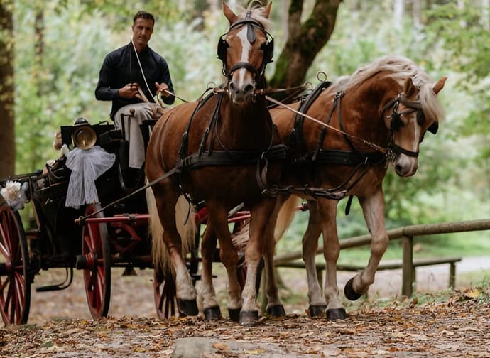 A man drives a carriage pulled by two horses through a forest with green trees and fallen leaves.