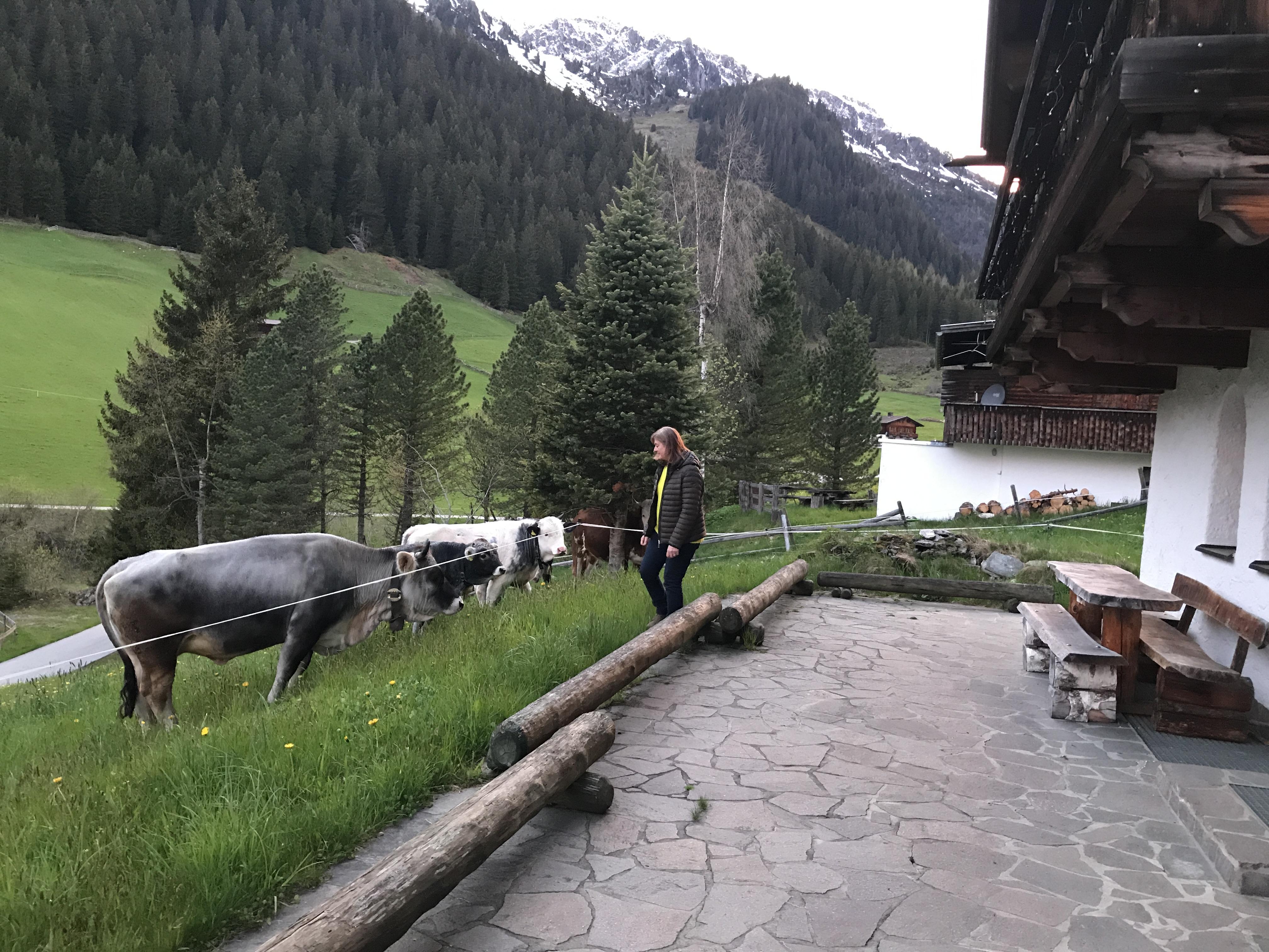 Woman in a dark jacket feeding goats on a green mountain meadow, surrounded by pine trees and snowy peaks.