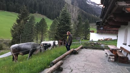 Woman in a dark jacket feeding goats on a green mountain meadow, surrounded by pine trees and snowy peaks.