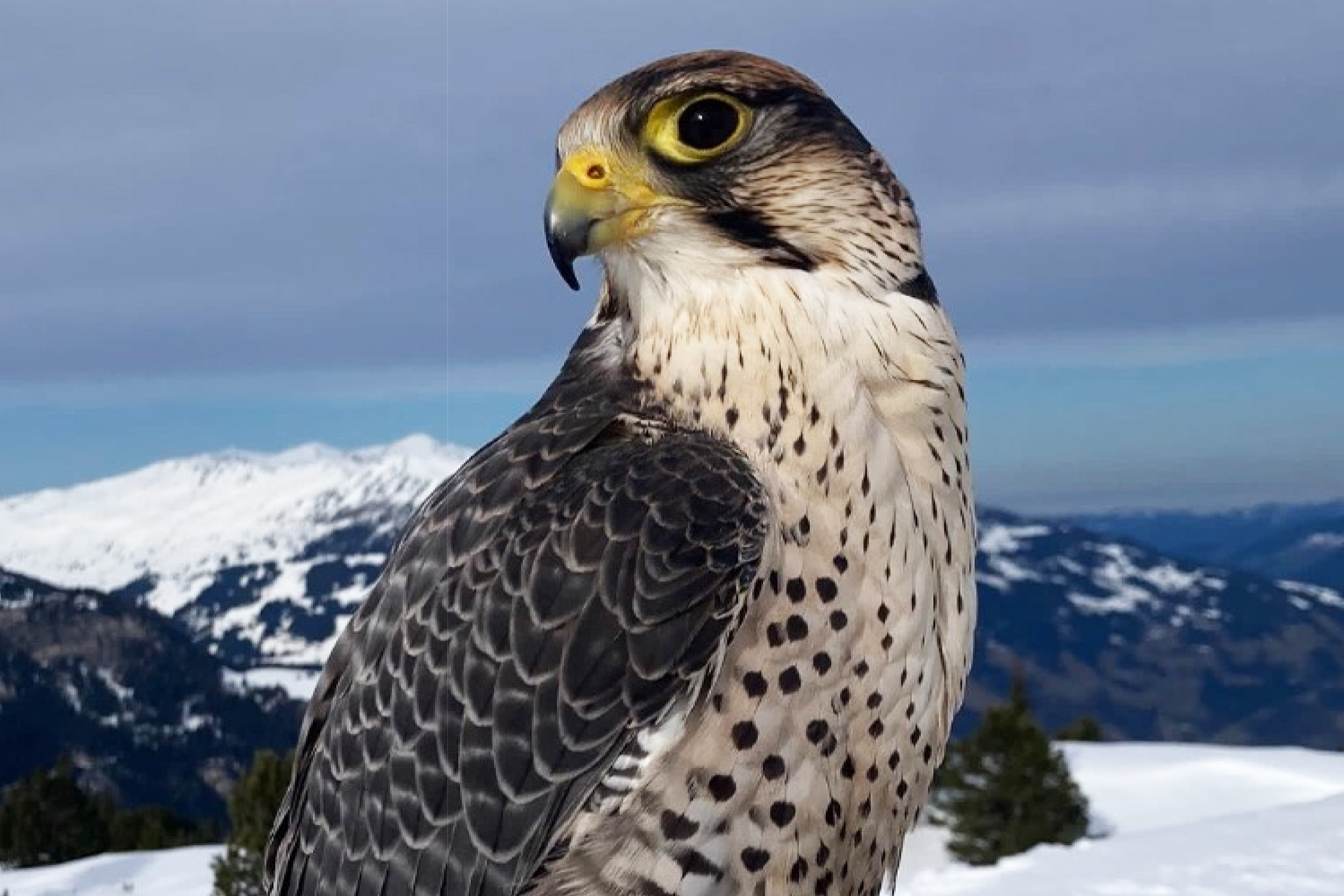 Greifvogel der AdlerBühne Ahorn
