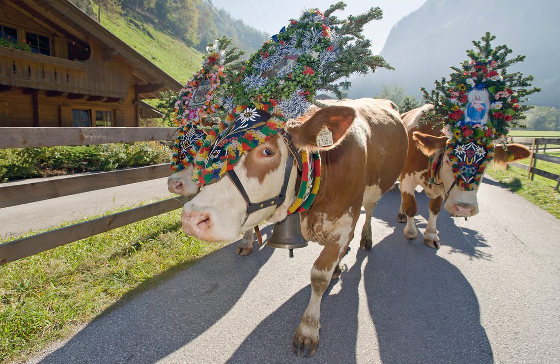 Almabtrieb - Heimkehr der Kühe von der Alm ©Norbert Freudenthaler Heimkehr der Kühe von der Alm ins Tal in Mayrhofen im Zillertal: Festlich mit Blumen und Glocken geschmückt ziehen sie vom Berg hinab in die Heimat.