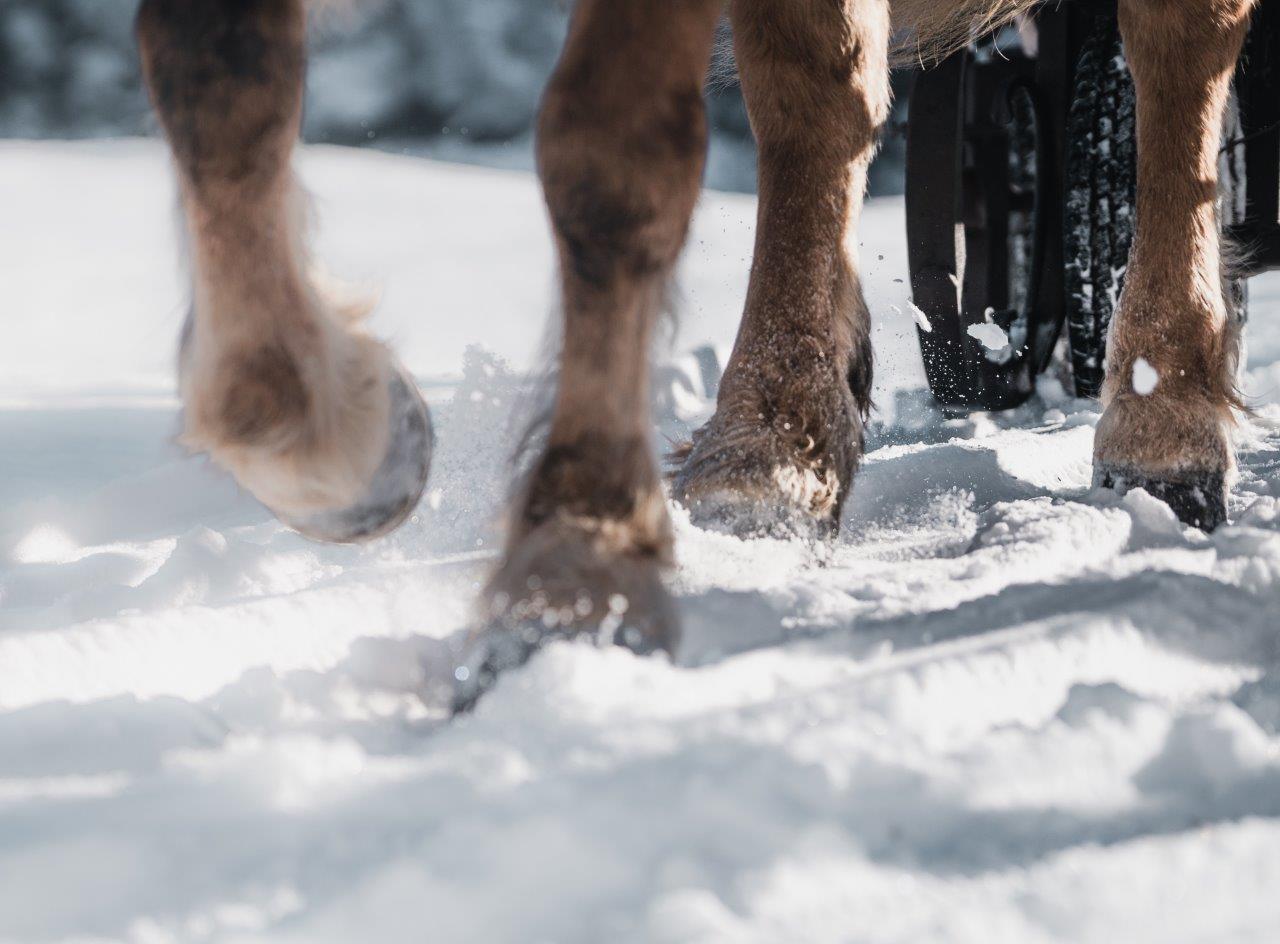 mys-Horse sleigh ride like in a fairy tale with the Finkenberger Sattel-Kutschenfahrt in Finkenberg