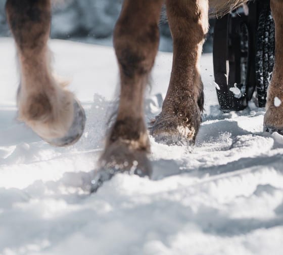mys-Pferdeschlittenfahrt wie im Märchen mit dem Finkenberger Sattel-Kutschenfahrt in Finkenberg