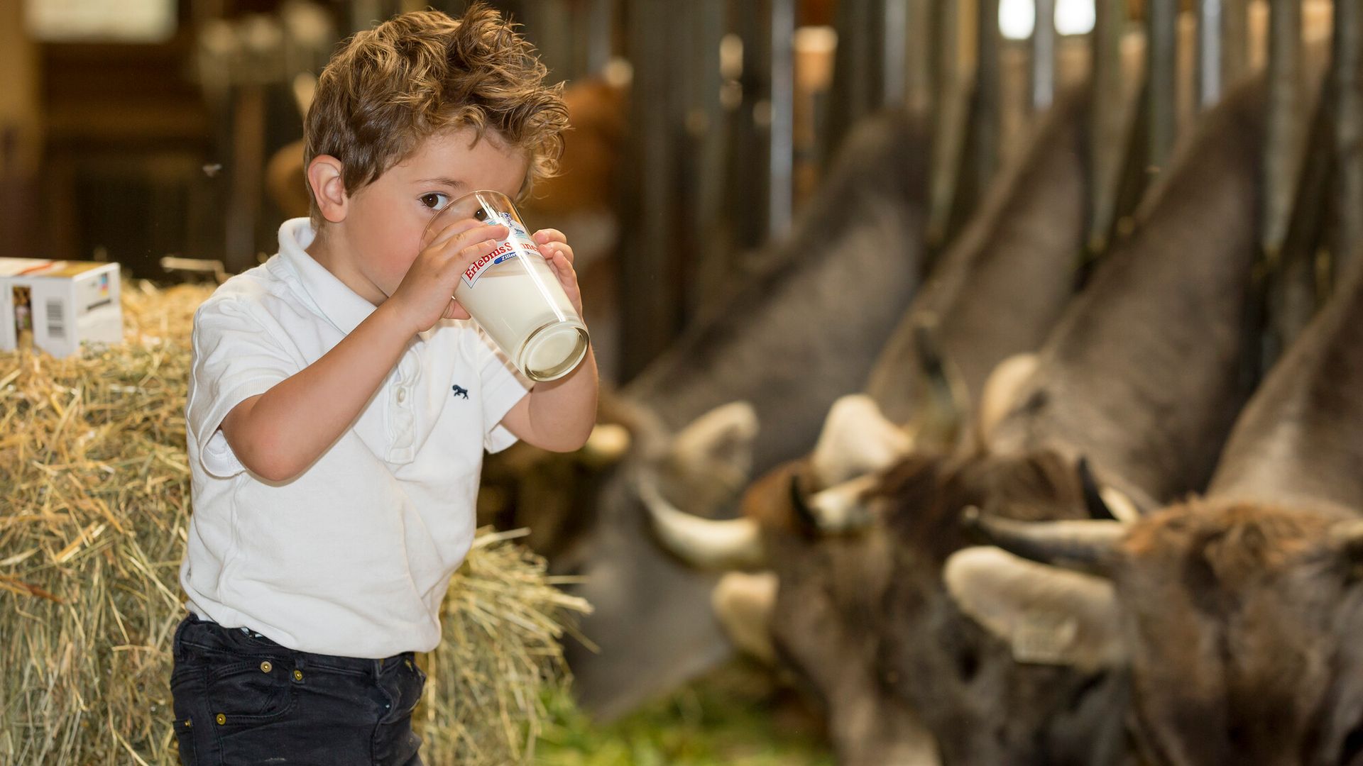Boy drinks fresh hay milk in the Erlebnissennerei Zillertal