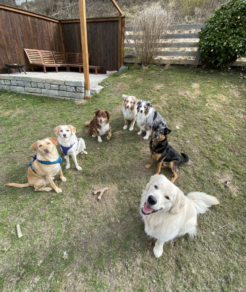 Hundeglück Zillertal Hunde