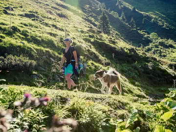 mhf-sommer-hundewandern-mayrhofen-hippach-zillertal-foto-zillertaltourismus bernhard huber © Zillertaltourismus, Bernhard Huber