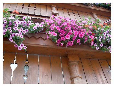 feratel-Landhaus Granat - Balkonblumen