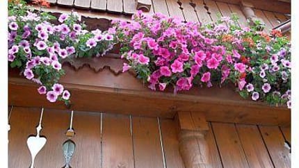 feratel-Landhaus Granat - Balkonblumen
