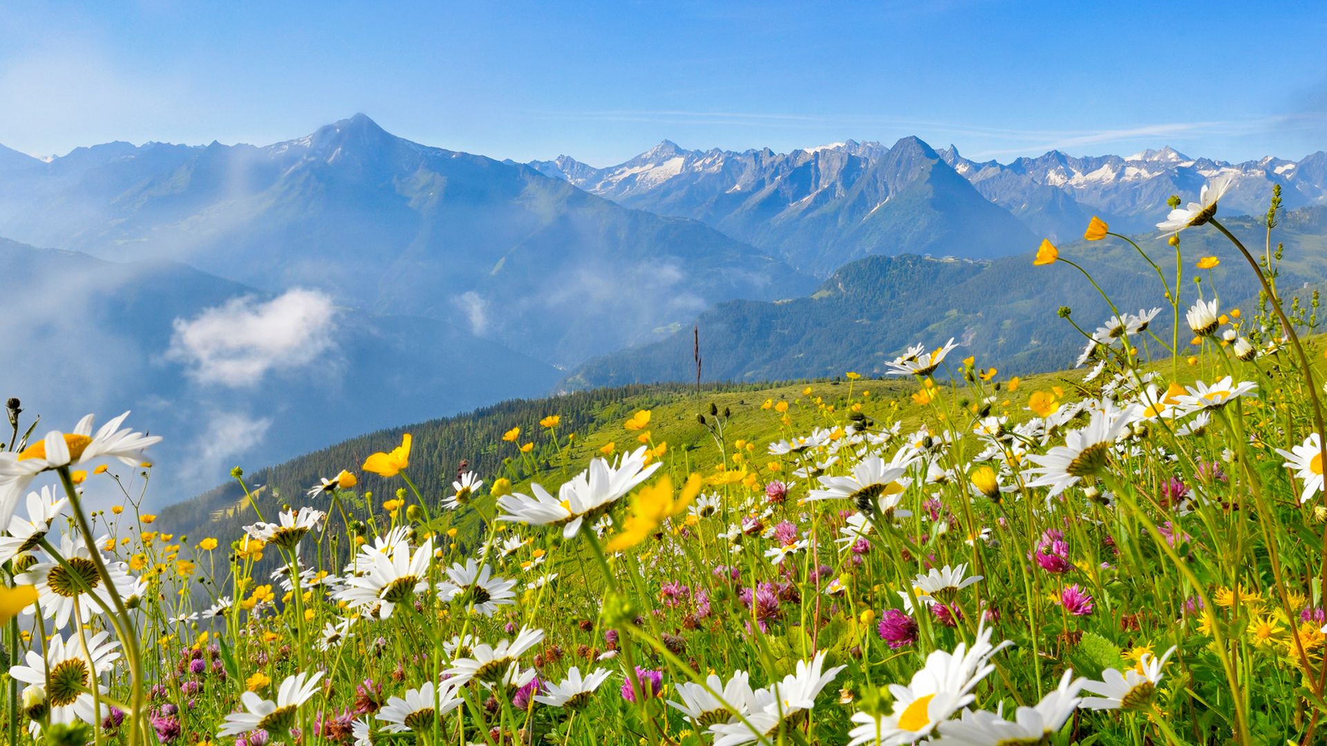 Summer landscape in Mayrhofen-Hippach Summer landscape in Mayrhofen-Hippach