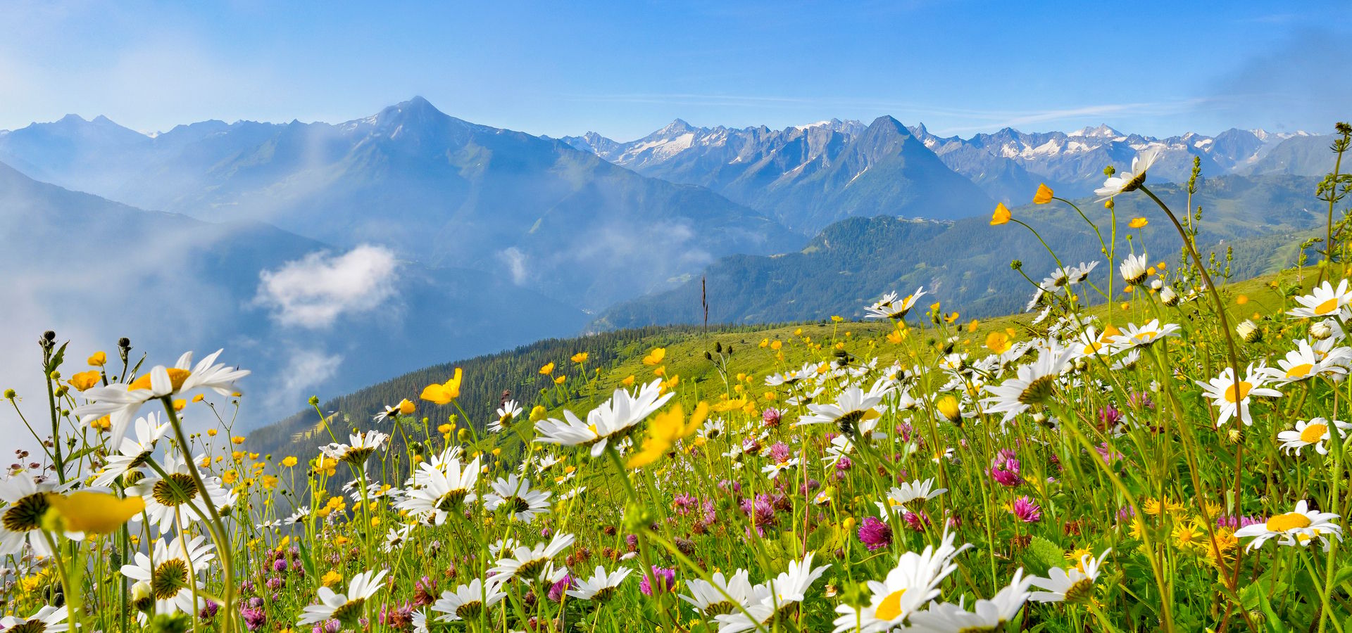 Sommerlandschaft in Mayrhofen-Hippach Sommerlandschaft in Mayrhofen-Hippach