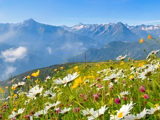 mhf-sommer-landschaft-almwiese-berge-mayrhofen-hippach-foto-paul-suerth ©Paul Sürth