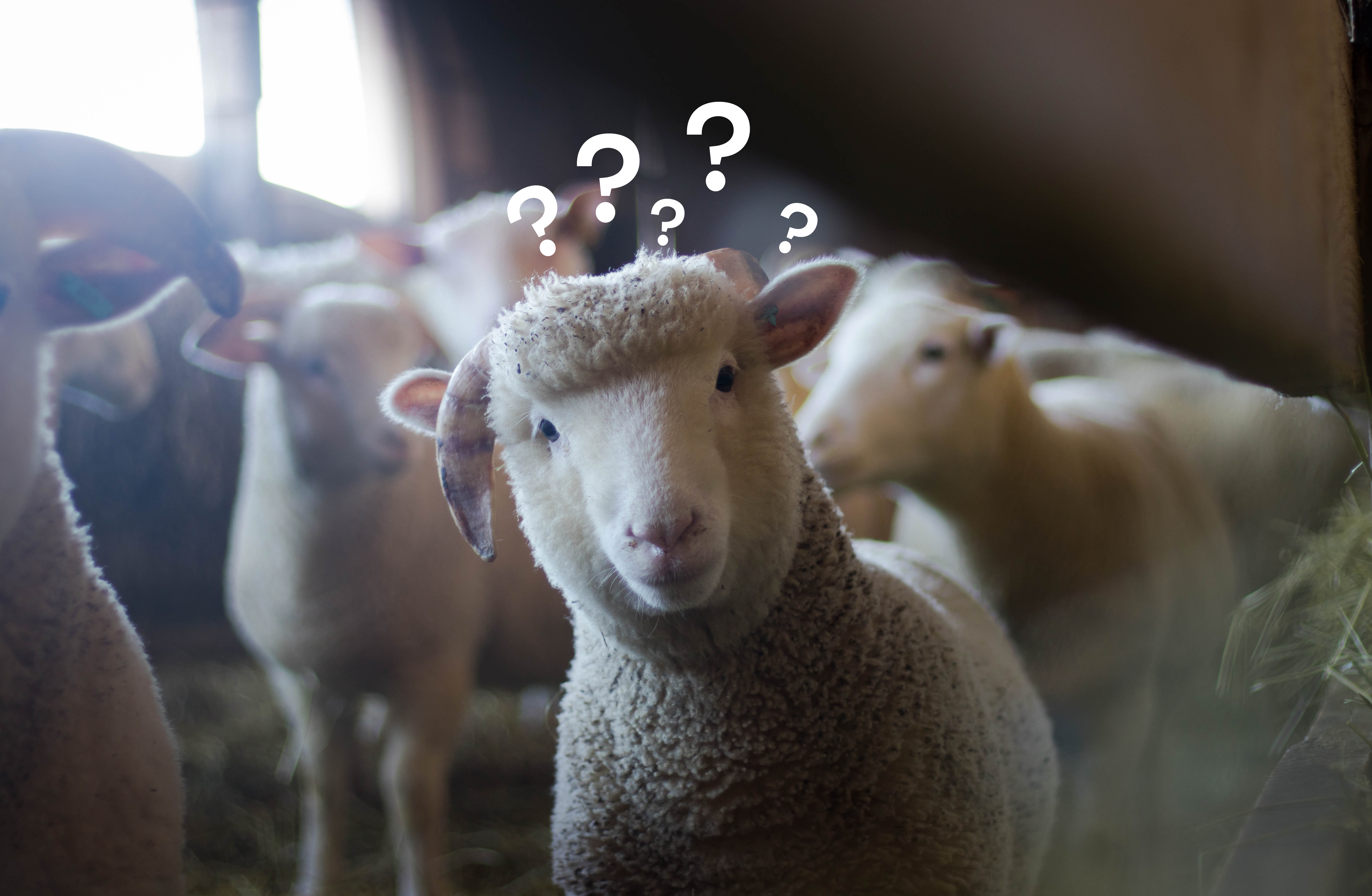 A sheep looks curiously into the camera, surrounded by other sheep in the barn. Several question marks float above its head—a humorous symbol of confusion, fitting for a 404 error page.
