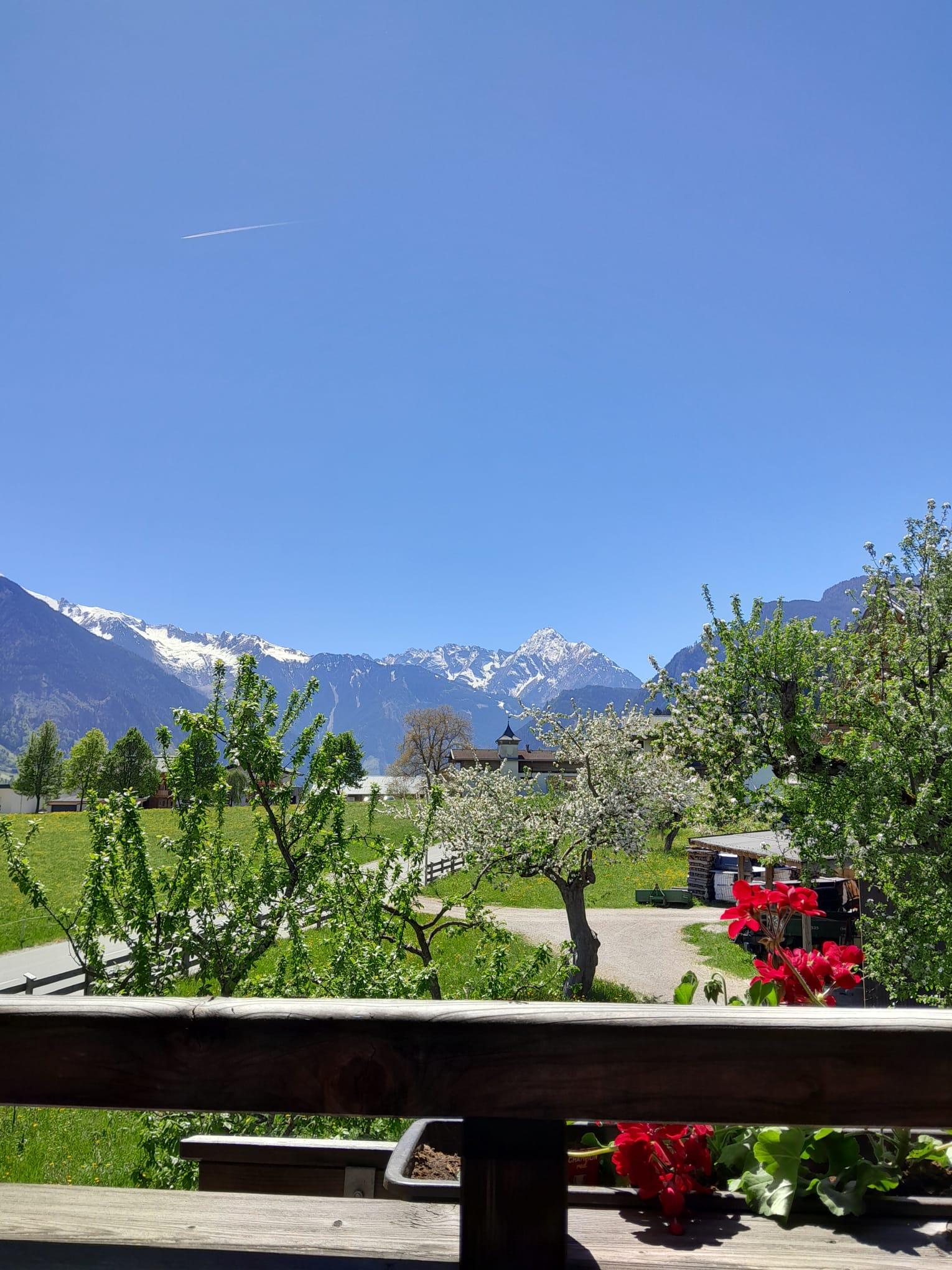 View from a window of mountains, blue sky, blooming trees, and a garden with red flowers.