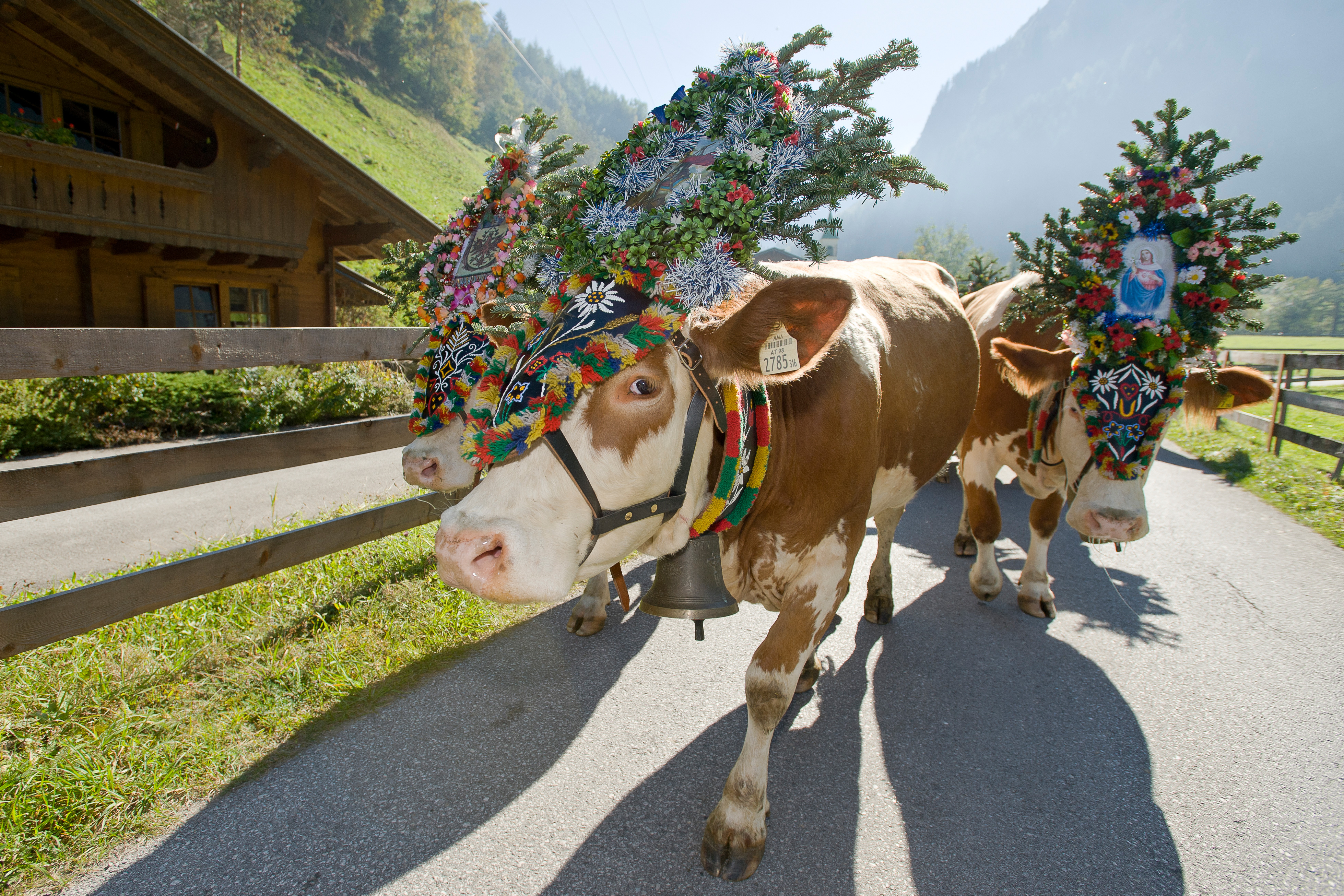 Heimkehr der Kühe von der Alm ins Tal in Mayrhofen im Zillertal: Festlich mit Blumen und Glocken geschmückt ziehen sie vom Berg hinab in die Heimat.