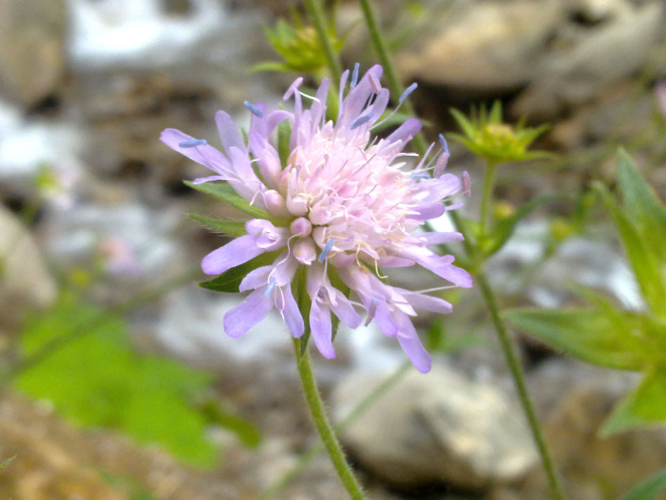 mys-Kraft und Energie - Tom Meinking-Blume