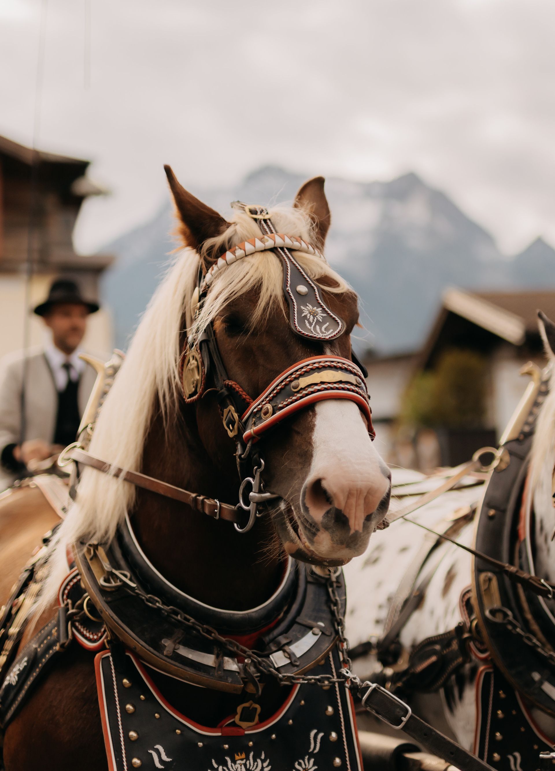 Beim Zillertaler Bauern- und Musikherbst ziehen zwei geschmückte Zugpferde mit traditionellem Lederharngeschirr eine Kutsche, der Kutscher in Tracht mit Hut am Bock, links ein Haus mit Holzbalustraden, dahinter ein felsiger Berggipfel in Wolken.